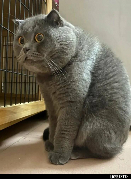  - Lustige Bilder | DEBESTE.de