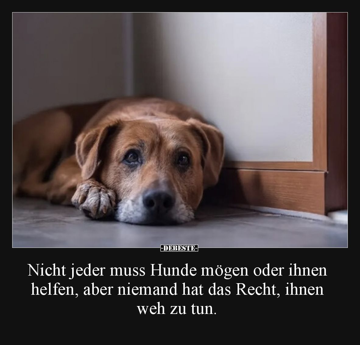 Nicht jeder muss Hunde mögen oder ihnen helfen, aber niemand hat das Recht, ihnen weh zu tun.