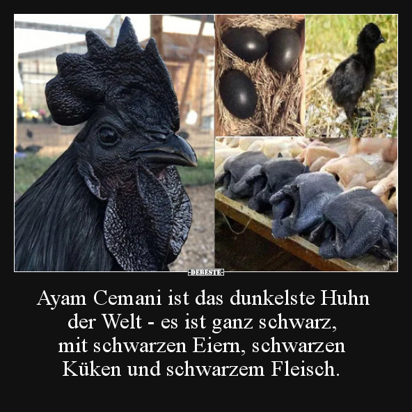 Ayam Cemani ist das dunkelste Huhn der Welt - es ist ganz.. - Lustige Bilder | DEBESTE.de