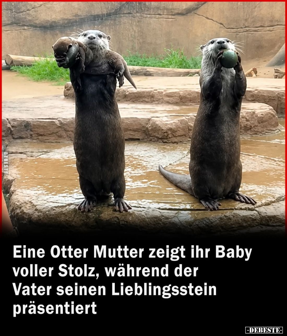 Eine Otter Mutter zeigt ihr Baby voller Stolz, während der.. - Lustige Bilder | DEBESTE.de