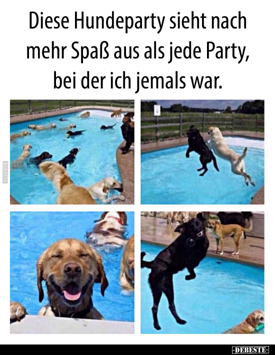Diese Hundeparty sieht nach mehr Spaß aus als jede Party.. - Lustige Bilder | DEBESTE.de