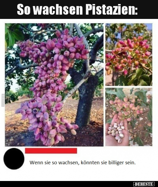 So wachsen Pistazien..