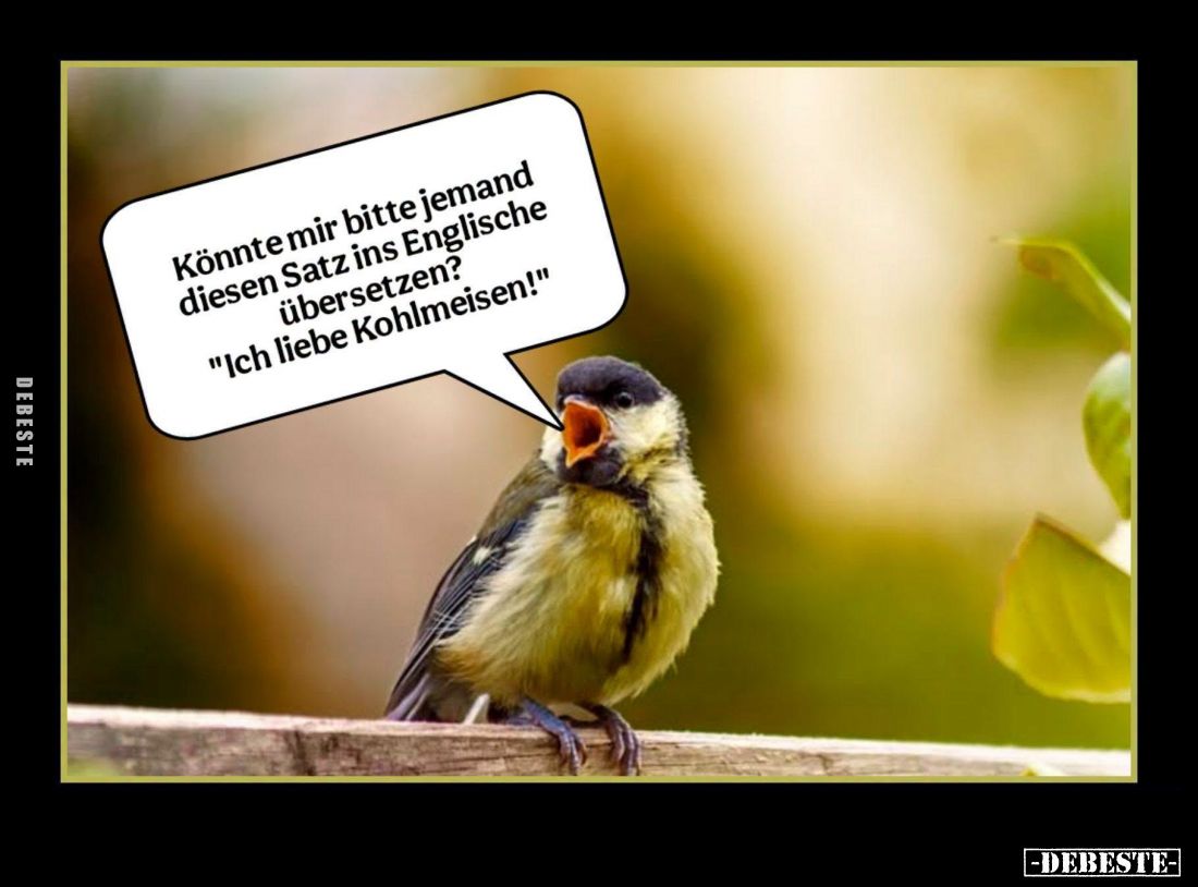 Könnte mir bitte jemand diesen Satz ins Englische übersetzen? 
"Ich liebe Kohlmeisen!"