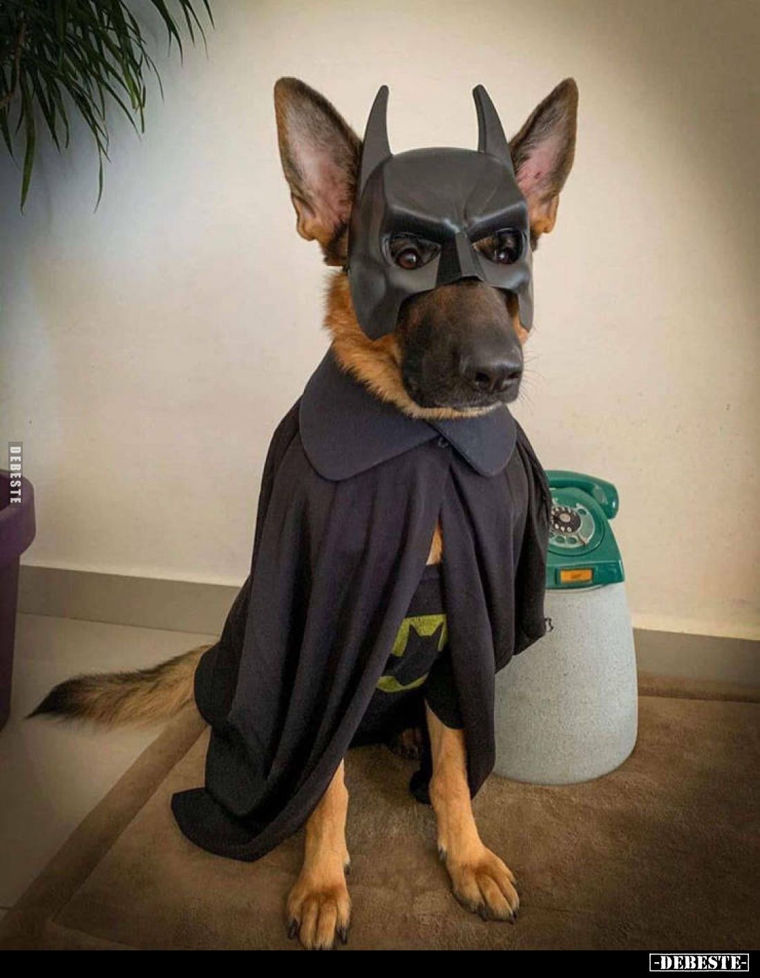  - Lustige Bilder | DEBESTE.de