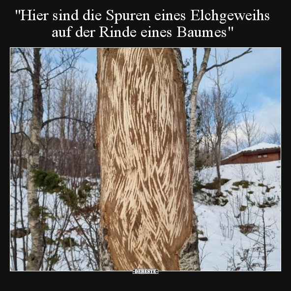 "Hier sind die Spuren eines Elchgeweihs auf der Rinde.." - Lustige Bilder | DEBESTE.de