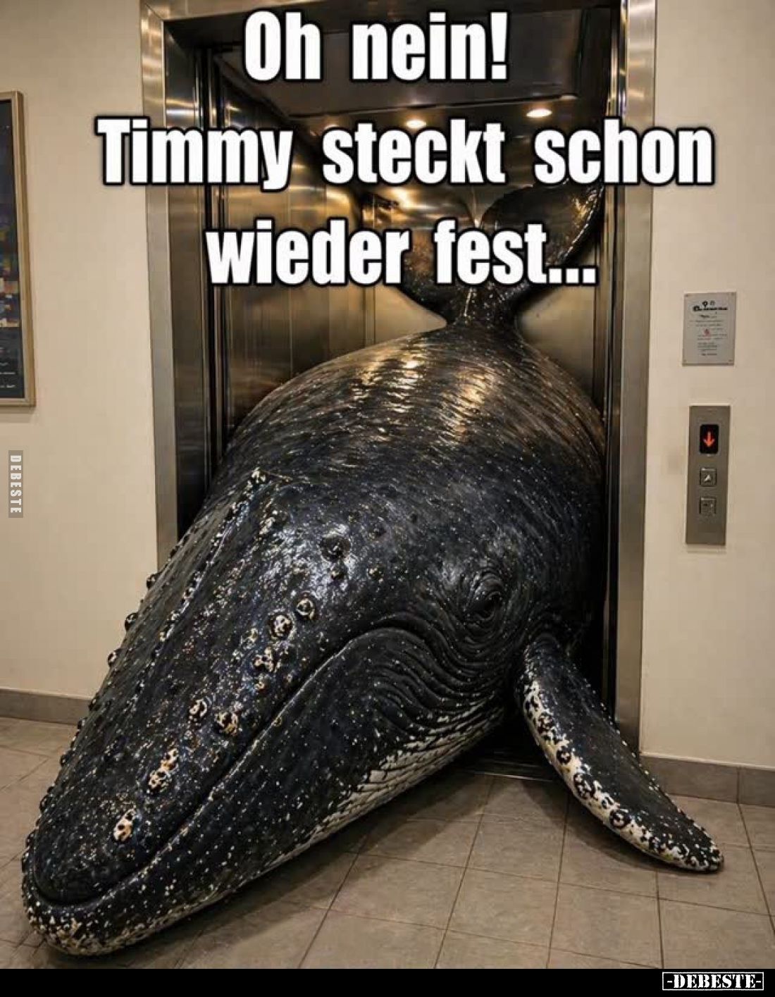 Oh nein! Timmy steckt schon wieder fest...