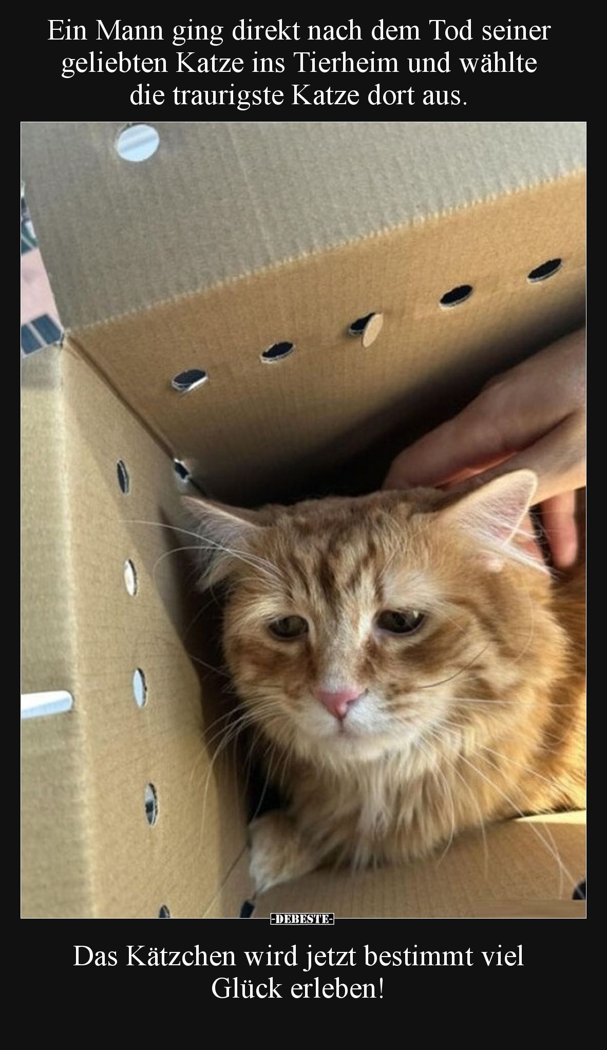 Ein Mann ging direkt nach dem Tod seiner geliebten Katze ins Tierheim und wählte die traurigste Katze dort aus.

Das Kätzch...
