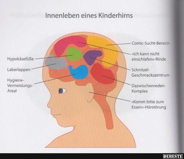 Innenleben enes Kinderhirns..