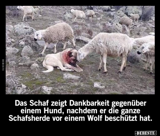 Das Schaf zeigt Dankbarkeit gegenüber einem Hund, nachdem.. - Lustige Bilder | DEBESTE.de