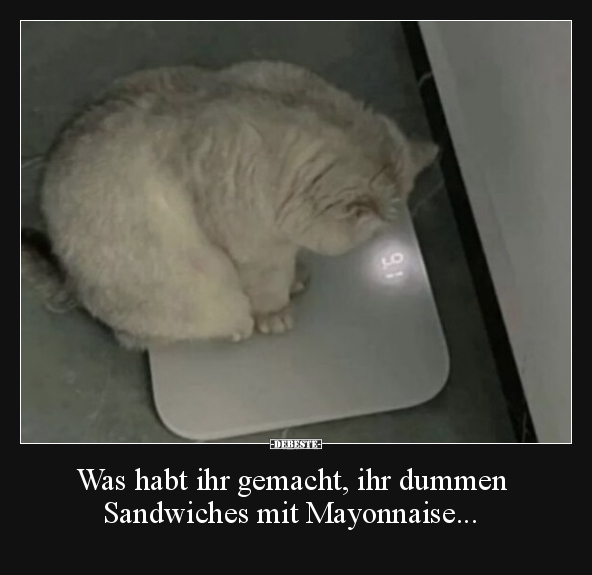 Was habt ihr gemacht, ihr dummen Sandwiches mit.. - Lustige Bilder | DEBESTE.de