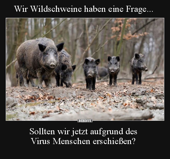 Wir Wildschweine haben eine Frage.. - Lustige Bilder | DEBESTE.de