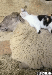 Sowas nennt man wahre Liebe..