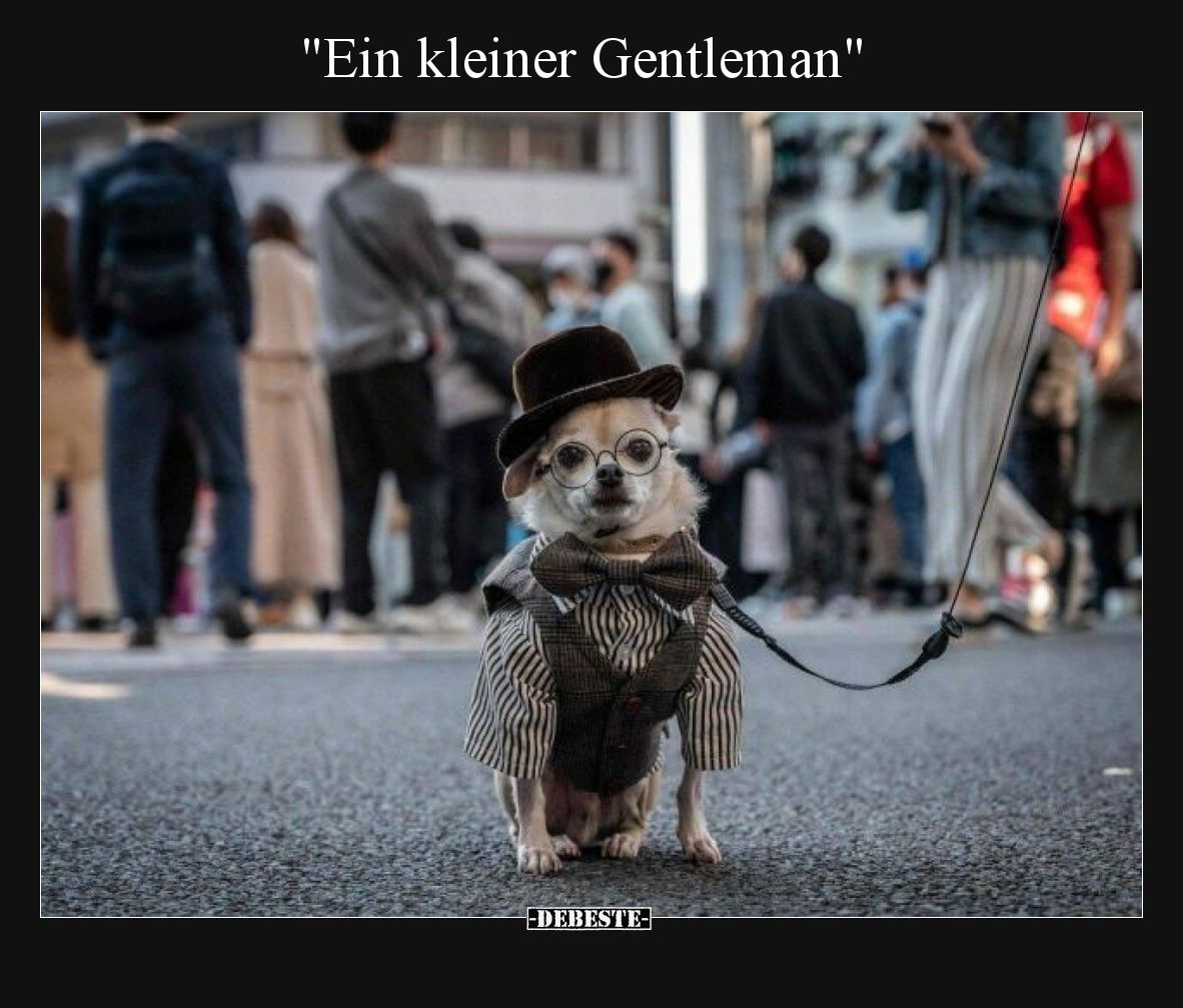 Ein kleiner Gentleman