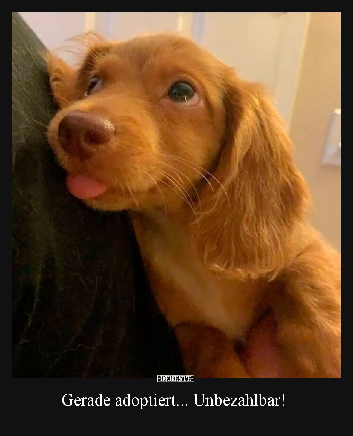 Gerade adoptiert... Unbezahlbar!