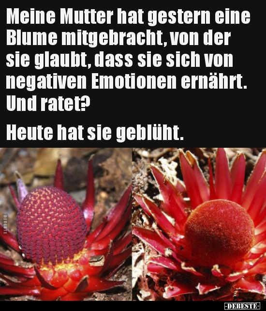 Meine Mutter hat gestern eine Blume mitgebracht, von der.. - Lustige Bilder | DEBESTE.de