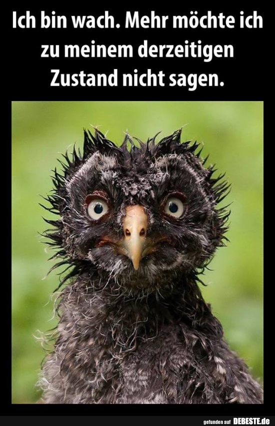 Ich bin wach. Mehr möchte ich zu meinem derzeitigen Zustand nicht sagen. - Lustige Bilder | DEBESTE.de