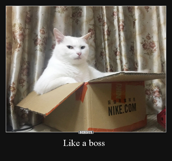Like a boss.. - Lustige Bilder | DEBESTE.de