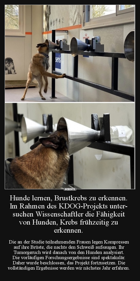 Hunde lernen, Brustkrebs zu erkennen. Im Rahmen des.. - Lustige Bilder | DEBESTE.de