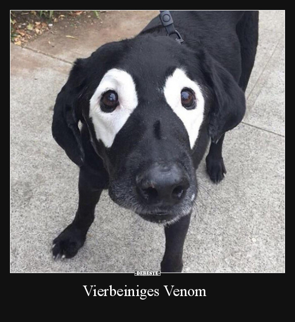 Vierbeiniges Venom.. - Lustige Bilder | DEBESTE.de