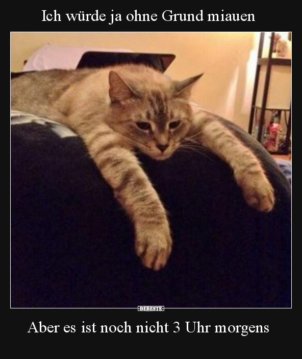 Ich würde ja ohne Grund miauen - Aber es ist noch nicht 3 Uhr morgens.