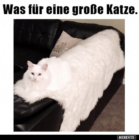 Was für eine große Katze..