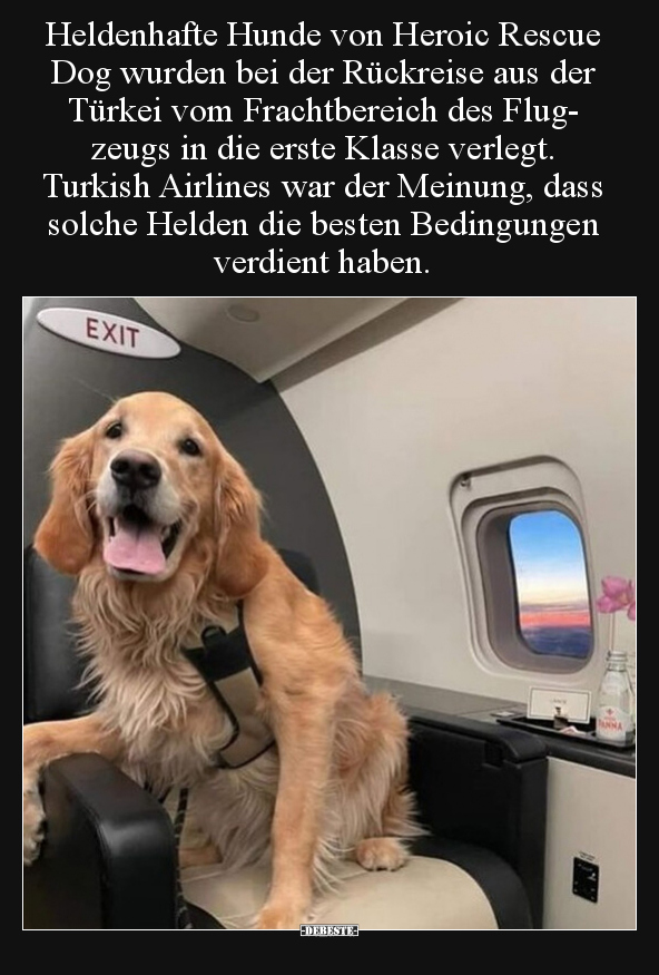Heldenhafte Hunde von Heroic Rescue Dog wurden bei der.. - Lustige Bilder | DEBESTE.de