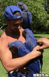 Die Papageien betrachten diesen Mann mit der blauen Mütze als einen von ihnen. - Lustige Bilder | DEBESTE.de