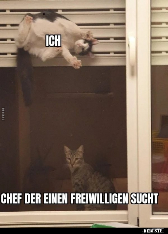 Lustige Bilder zum Thema: Katzen, Chef, Frei