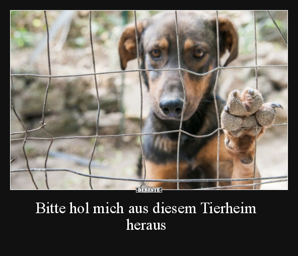 Bitte hol mich aus diesem Tierheim heraus.. - Lustige Bilder | DEBESTE.de