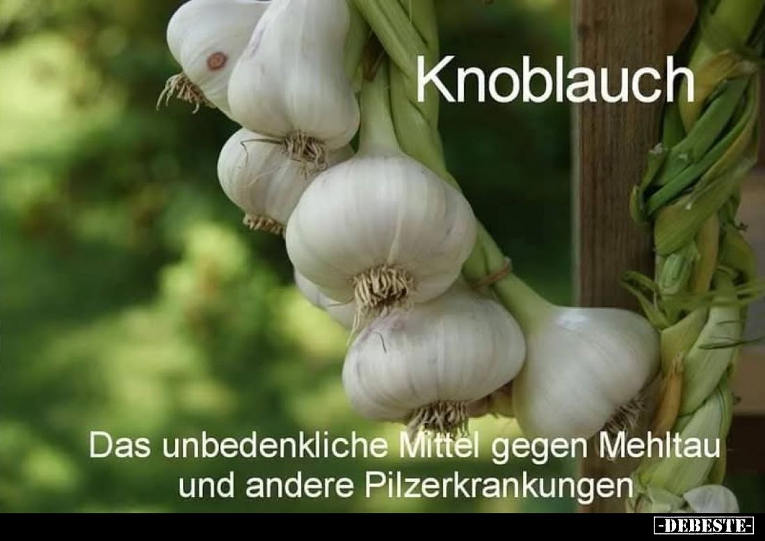 Knoblauch:
Das unbedenkliche Mittel gegen Mehltau und andere Pilzerkrankungen.
