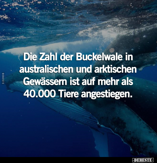 Die Zahl der Buckelwale in australischen und arktischen.. - Lustige Bilder | DEBESTE.de