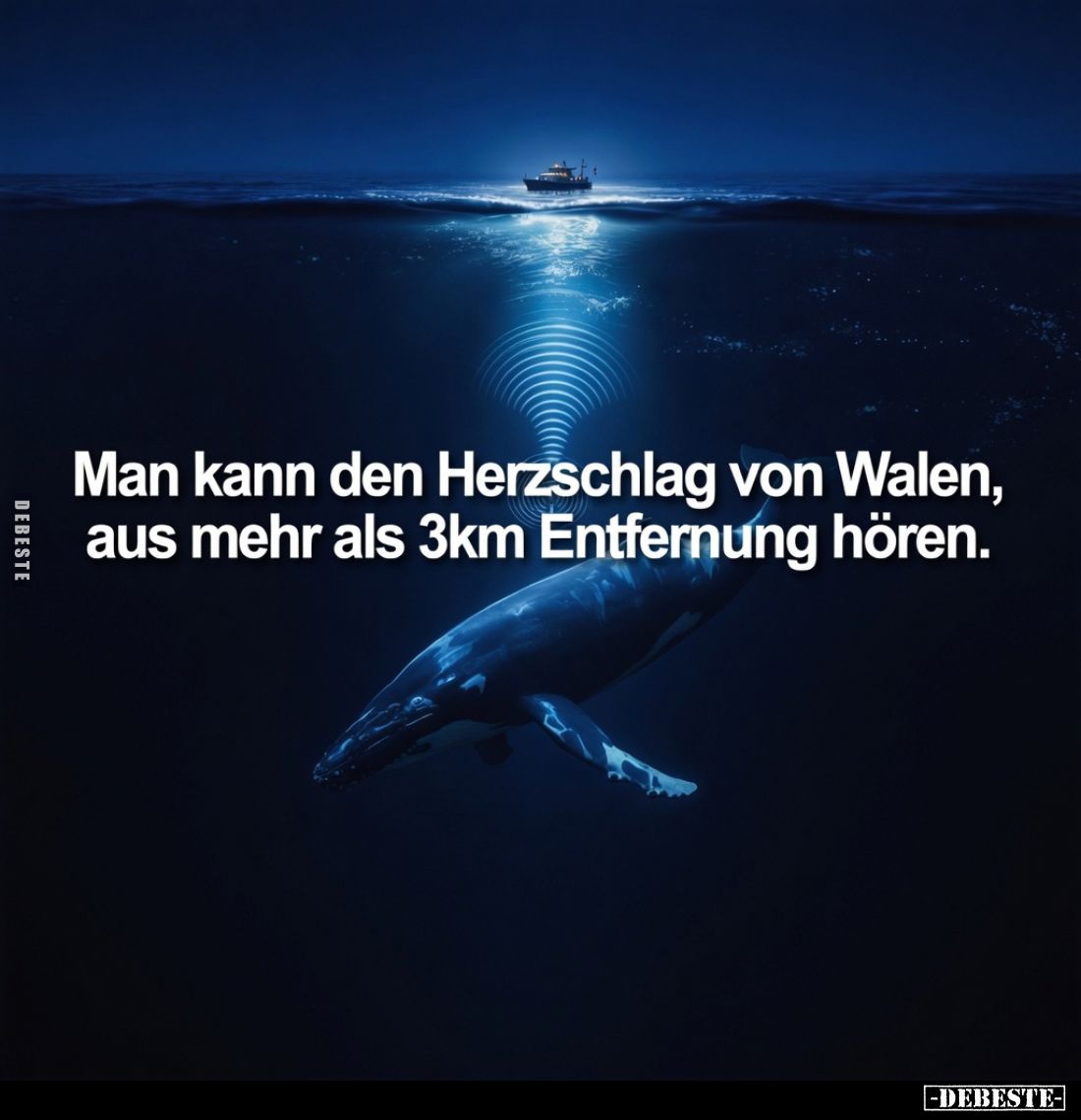 Man kann den Herzschlag von Walen, aus mehr als 3km Entfernung hören.