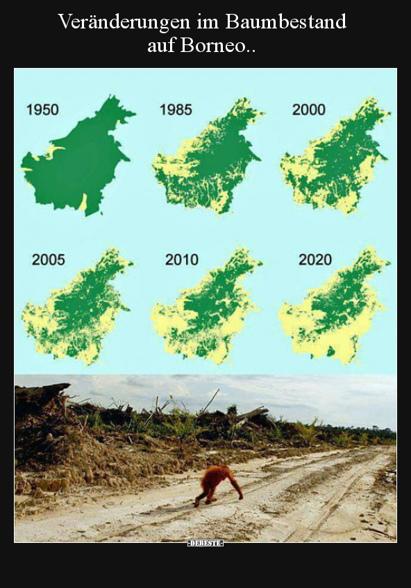 Veränderungen im Baumbestand 
auf Borneo..