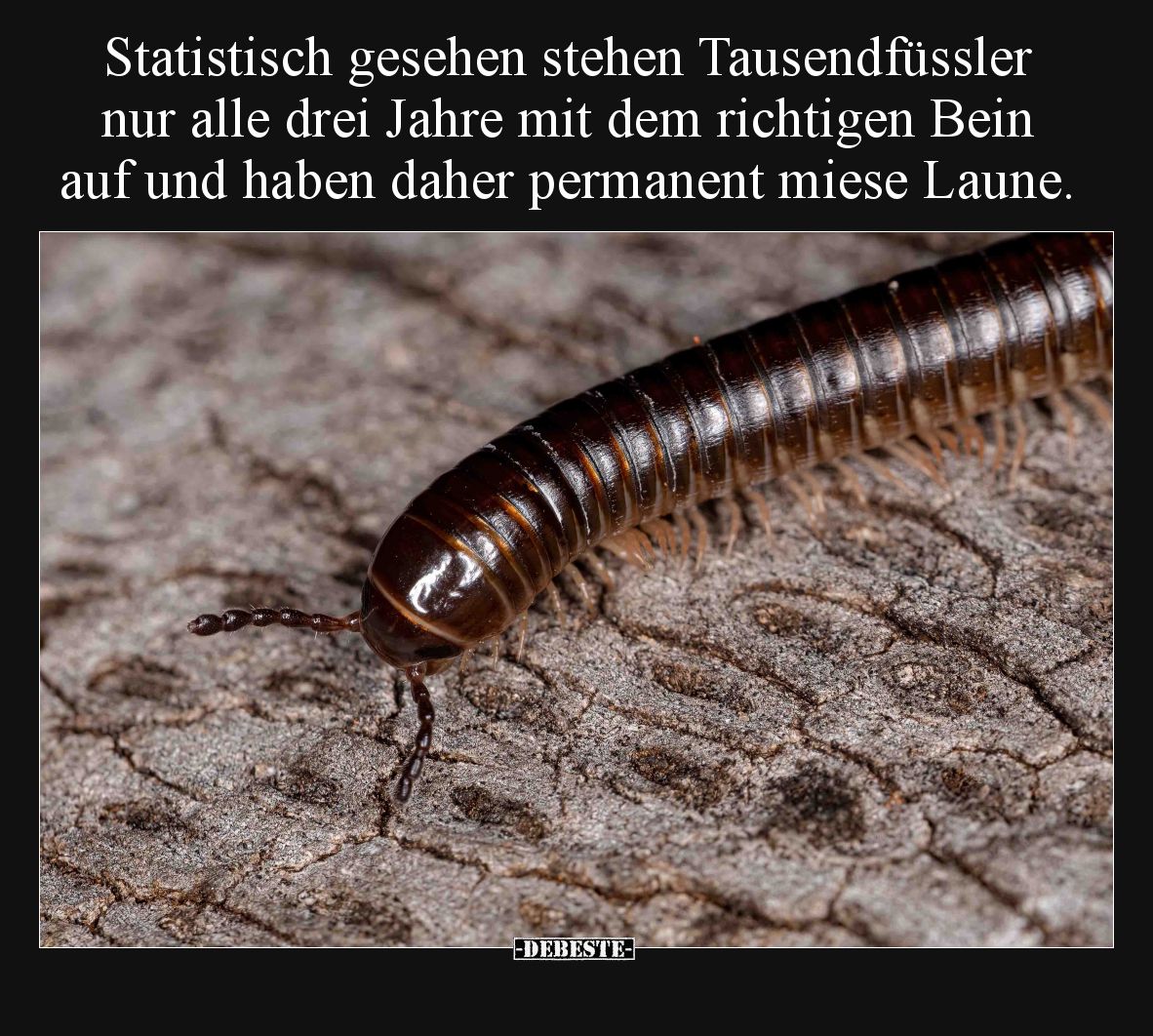 Statistisch gesehen stehen Tausendfüssler nur alle drei Jahre.. - Lustige Bilder | DEBESTE.de