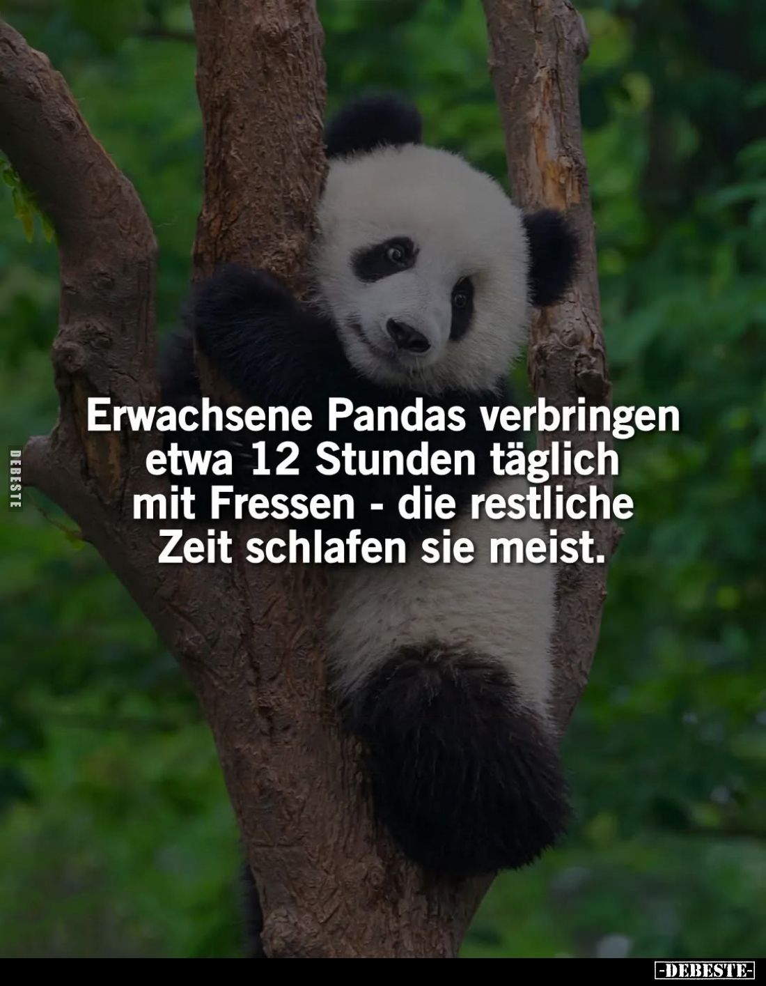 Erwachsene Pandas verbringen etwa 12 Stunden täglich mit Fressen - die restliche Zeit schlafen sie meist.