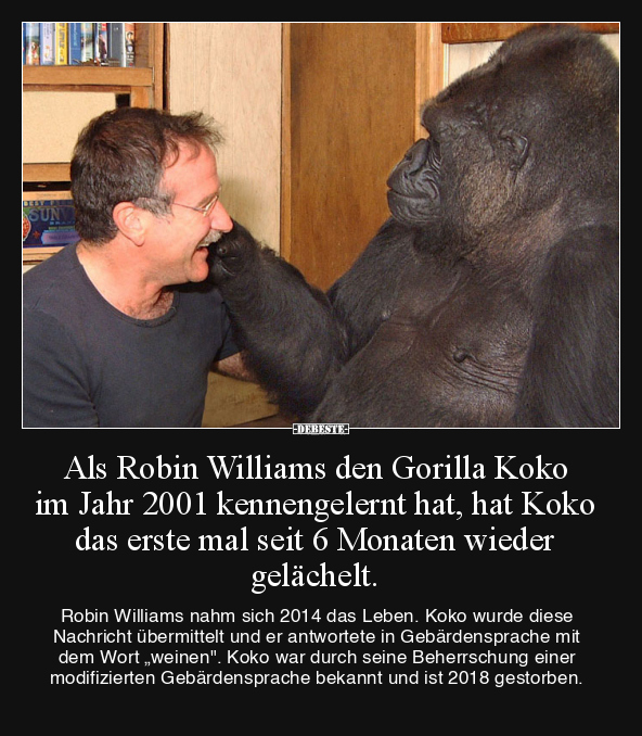 Als Robin Williams den Gorilla Koko im Jahr 2001.. - Lustige Bilder | DEBESTE.de