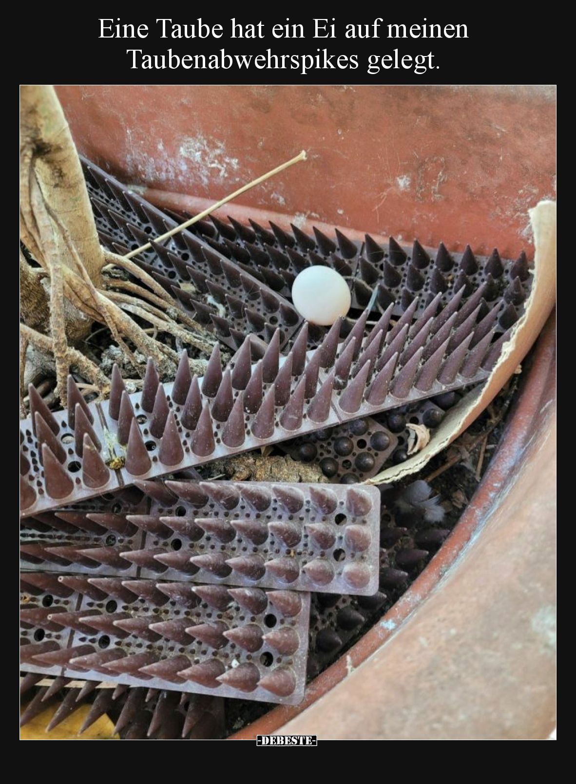 Eine Taube hat ein Ei auf meinen Taubenabwehrspikes gelegt.
