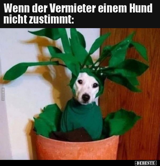 Wenn der Vermieter einem Hund nicht zustimmt.. - Lustige Bilder | DEBESTE.de