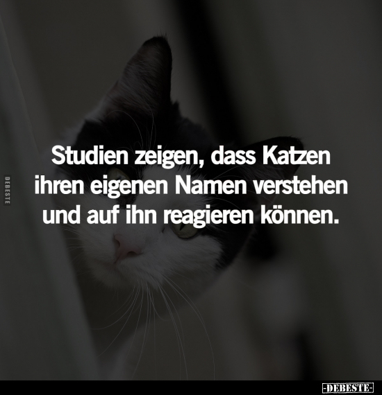 Studien zeigen, dass Katzen ihren eigenen Namen verstehen.. - Lustige Bilder | DEBESTE.de