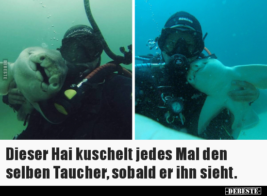 Dieser Hai kuschelt jedes Mal den selben Taucher.. - Lustige Bilder | DEBESTE.de