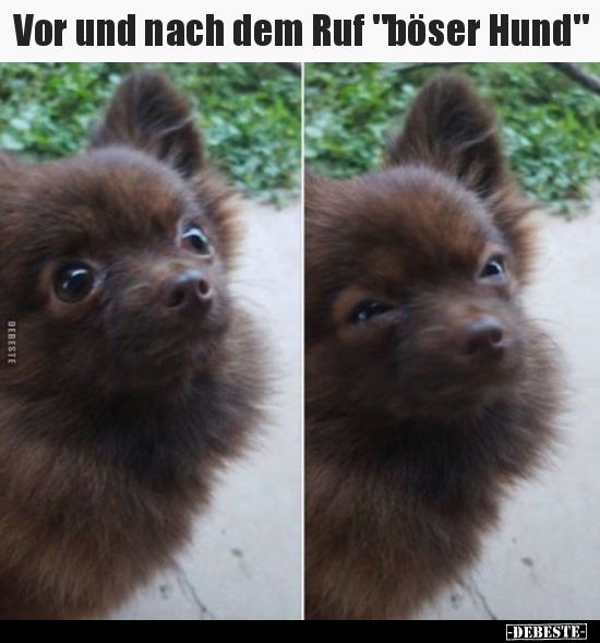 Vor und nach dem Ruf "böser Hund".. - Lustige Bilder | DEBESTE.de