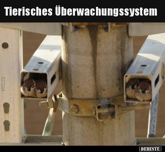 Tierisches Überwachungssystem.. - Lustige Bilder | DEBESTE.de