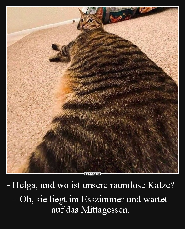 Katzen