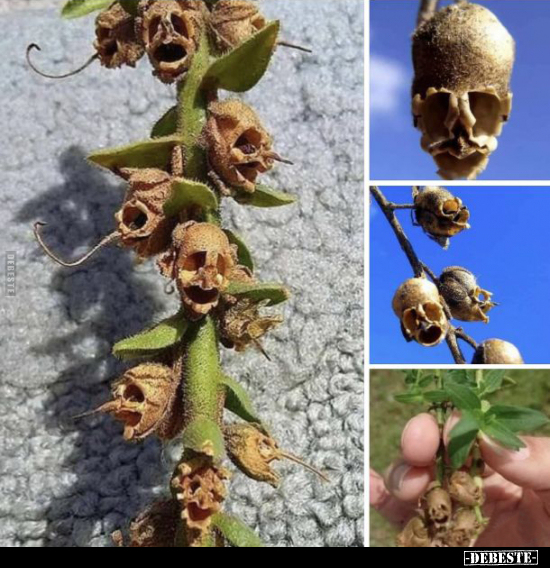  - Lustige Bilder | DEBESTE.de