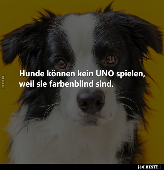 Hunde können kein UNO spielen, weil sie.. - Lustige Bilder | DEBESTE.de