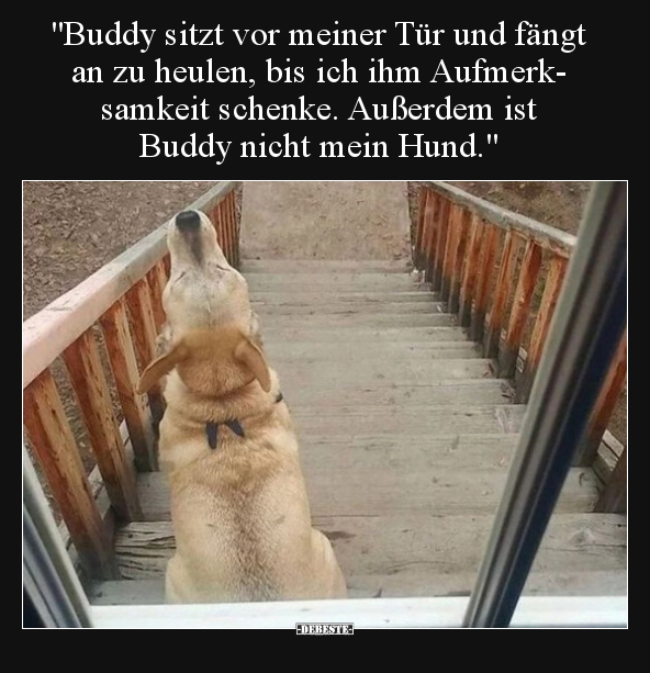 "Buddy sitzt vor meiner Tür und fängt an zu heulen, bis ich.." - Lustige Bilder | DEBESTE.de