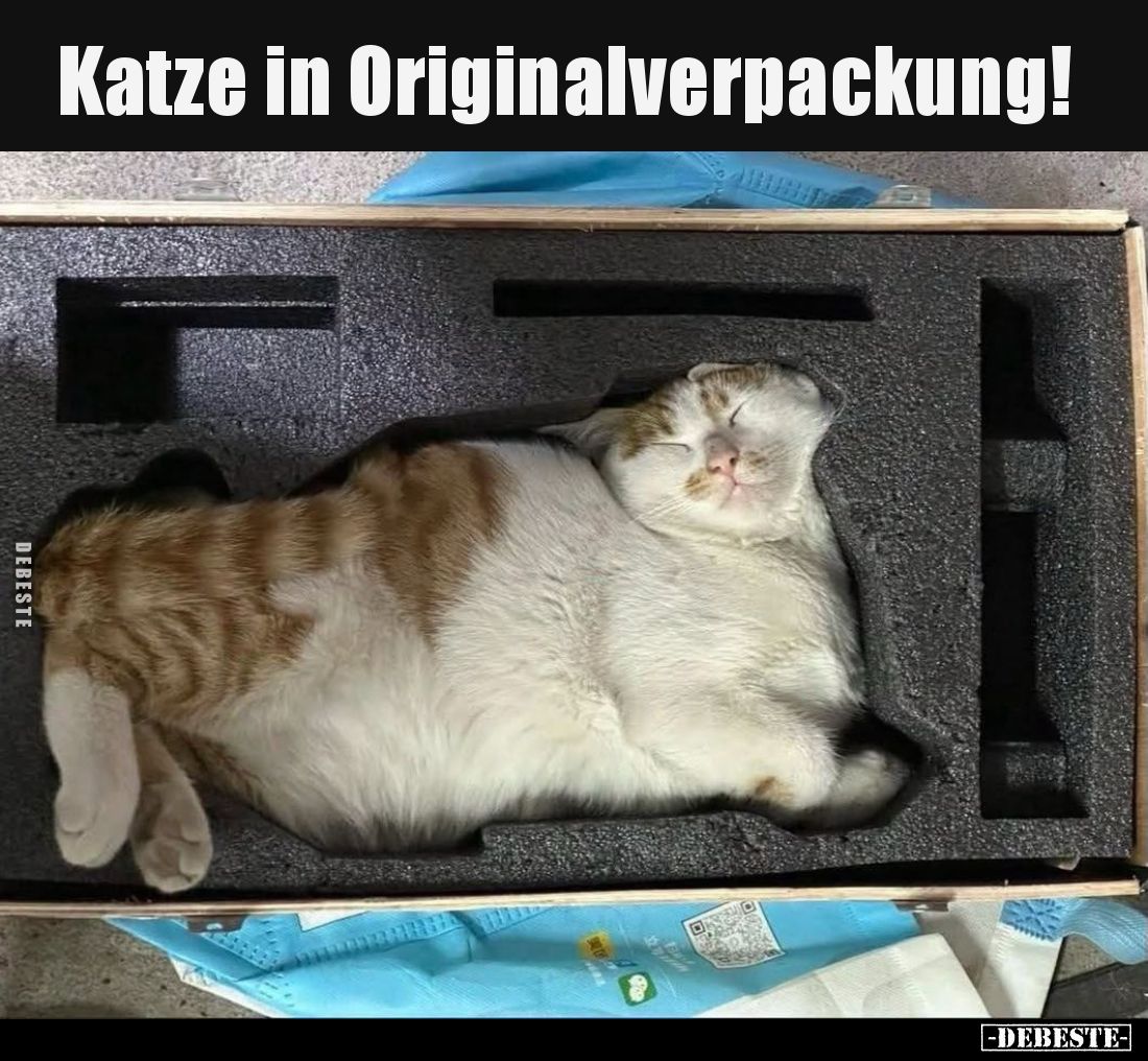 Katze in Originalverpackung!.. - Lustige Bilder | DEBESTE.de
