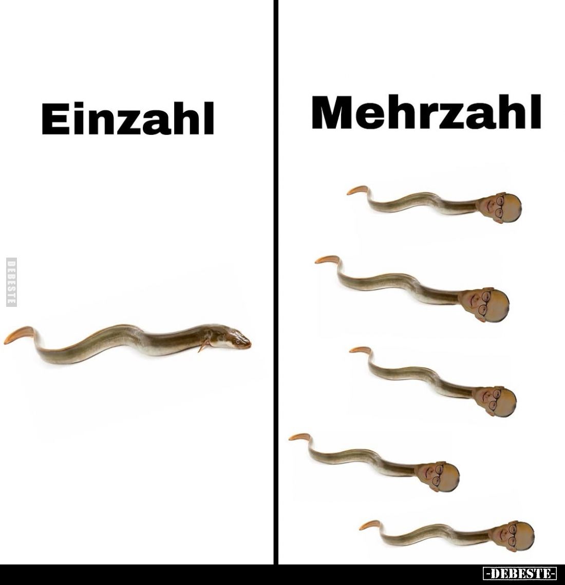 Einzahl und Mehrzahl.