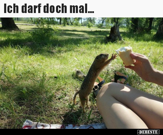 Ich darf doch mal...