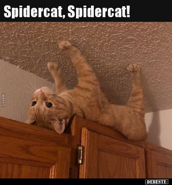 Spidercat, Spidercat!..
